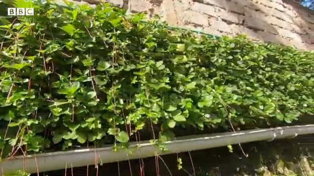 ⁣How to grow your own food from your balcony - BBC Africa